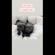 Staffordshire Bull Terrier - Both