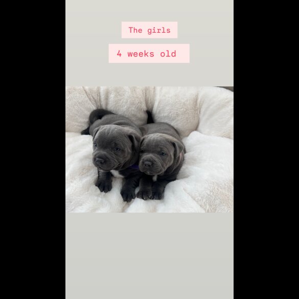 Staffordshire Bull Terrier - Both