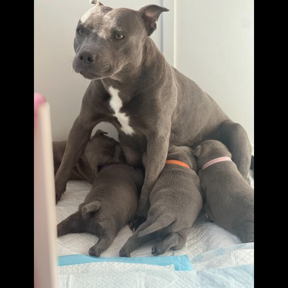 Staffordshire Bull Terrier - Both