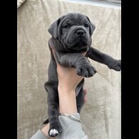 Staffordshire Bull Terrier - Both