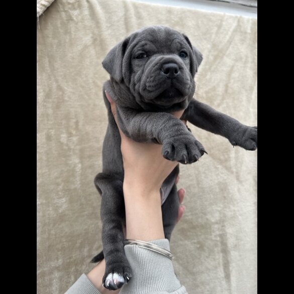 Staffordshire Bull Terrier - Both