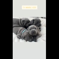 Staffordshire Bull Terrier - Both