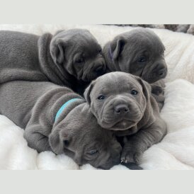 Staffordshire Bull Terrier - Both