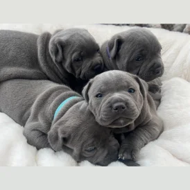 Staffordshire Bull Terrier - Both