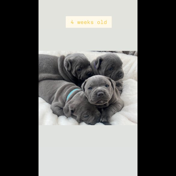 Staffordshire Bull Terrier - Both