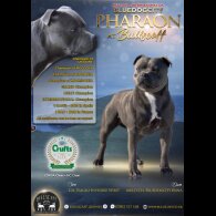 Staffordshire Bull Terrier - Both