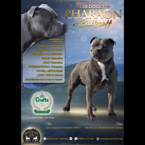 Staffordshire Bull Terrier - Both