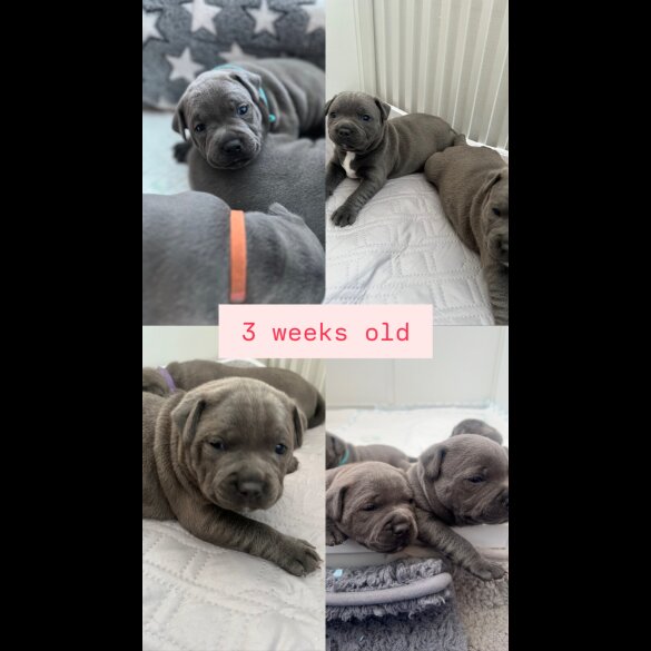 Staffordshire Bull Terrier - Both