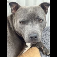 Staffordshire Bull Terrier - Both