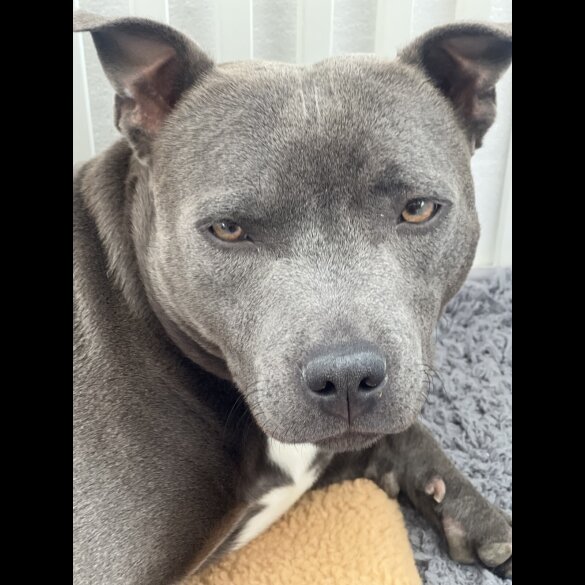 Staffordshire Bull Terrier - Both