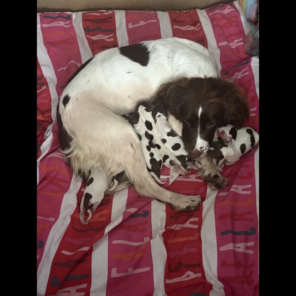 English Springer Spaniel - Both