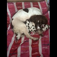 English Springer Spaniel - Both