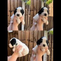 English Springer Spaniel - Dogs