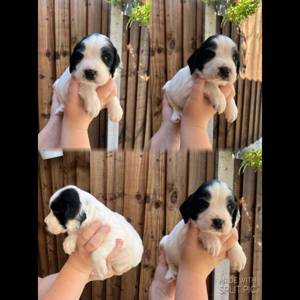 English Springer Spaniel - Dogs
