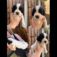 English Springer Spaniel - Dogs