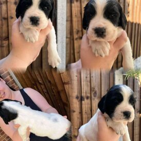 English Springer Spaniel - Dogs