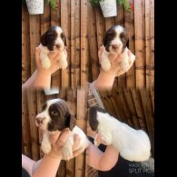 English Springer Spaniel - Dogs