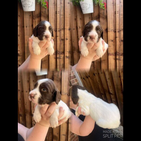 English Springer Spaniel - Dogs