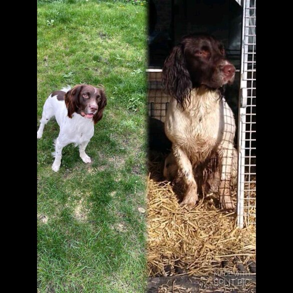 English Springer Spaniel - Dogs