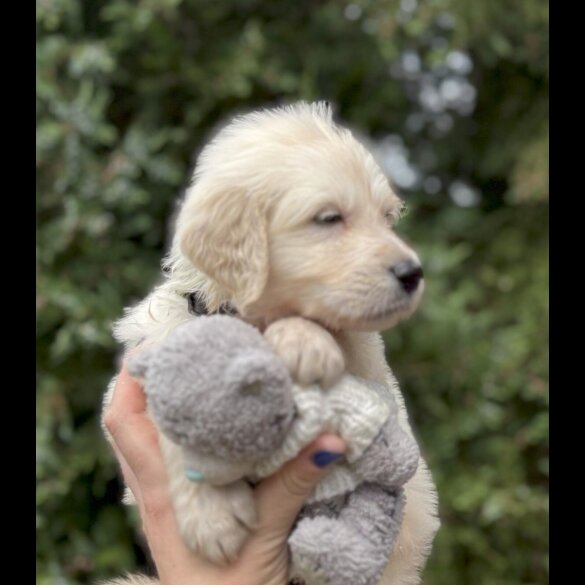 Golden Retriever - Both