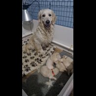 Golden Retriever - Both