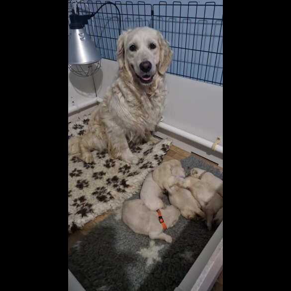 Golden Retriever - Both