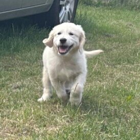 Golden Retriever - Both