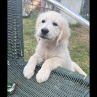 Golden Retriever - Both