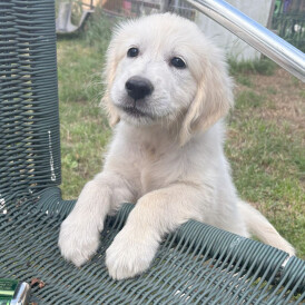 Golden Retriever - Both