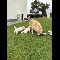 Golden Retriever - Both