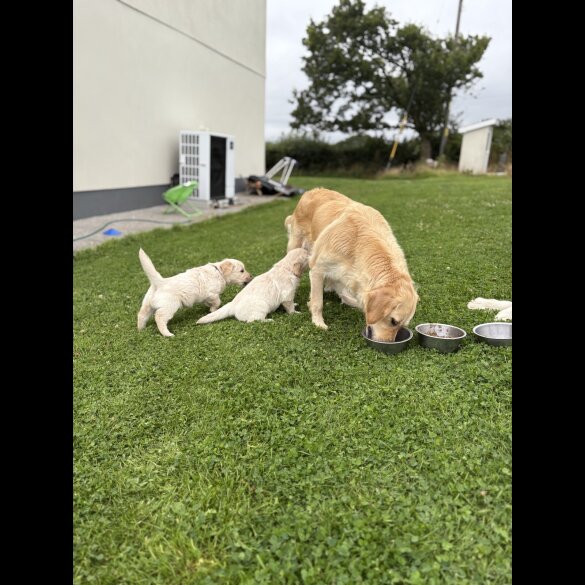 Golden Retriever - Both