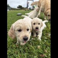 Golden Retriever - Both