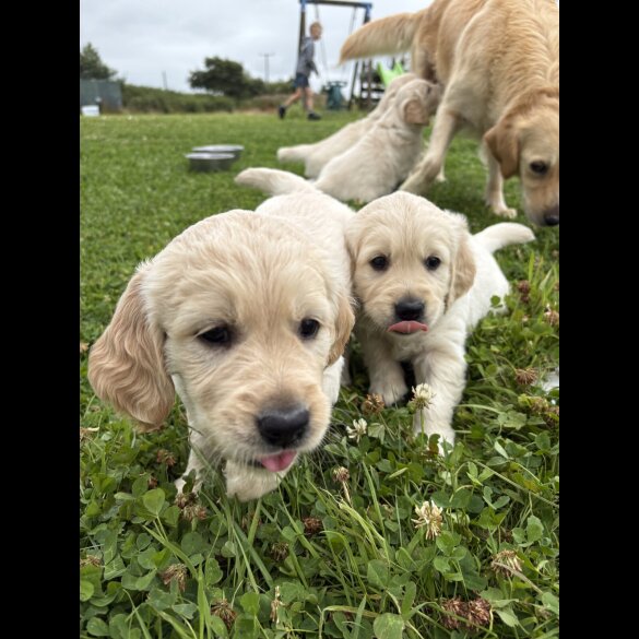 Golden Retriever - Both