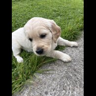Golden Retriever - Both