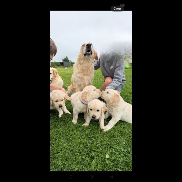 Golden Retriever - Both