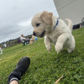 Golden Retriever - Both