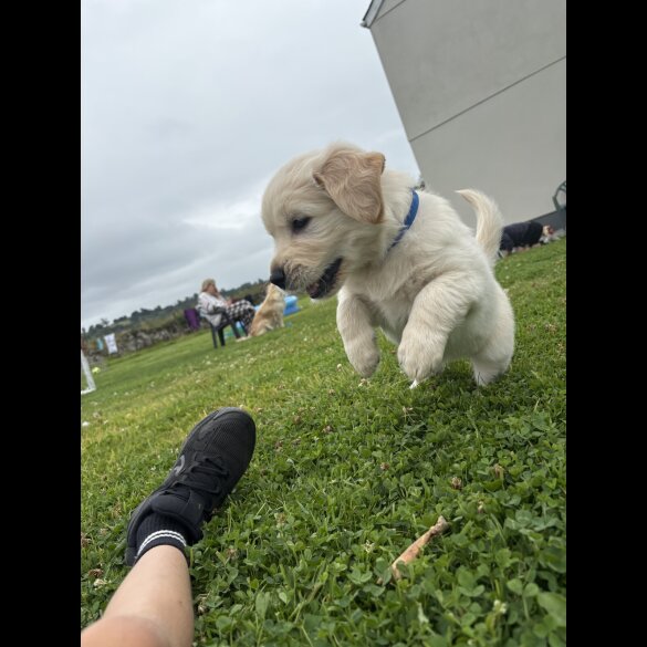 Golden Retriever - Both