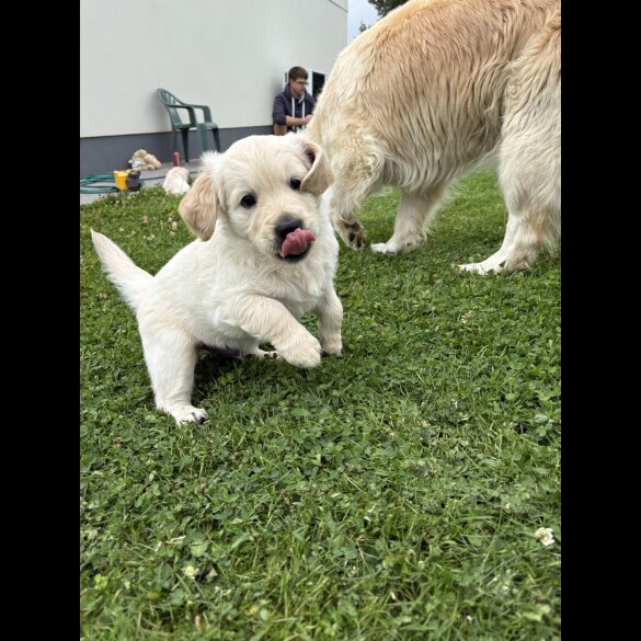Golden Retriever - Both