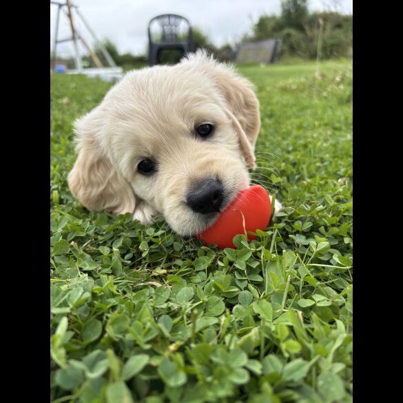 Golden Retriever - Both