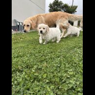 Golden Retriever - Both