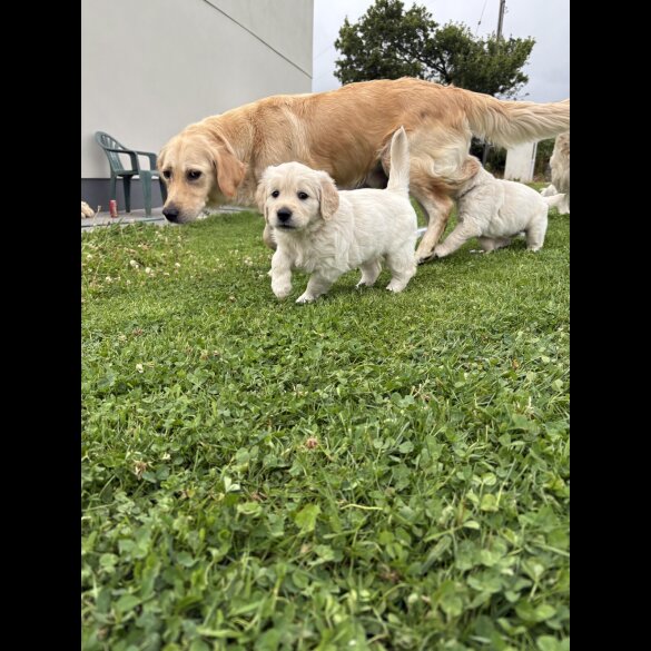 Golden Retriever - Both