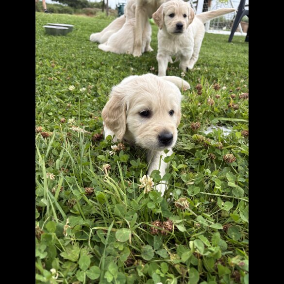 Golden Retriever - Both