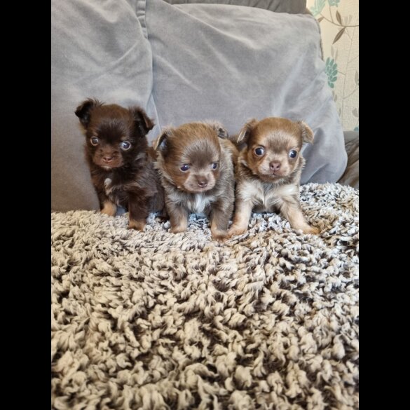 Chihuahua - Both