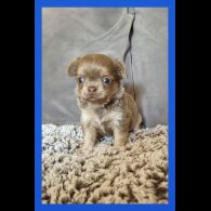 Chihuahua - Both