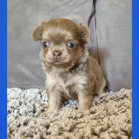 Chihuahua - Both