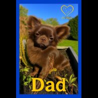 Chihuahua - Both