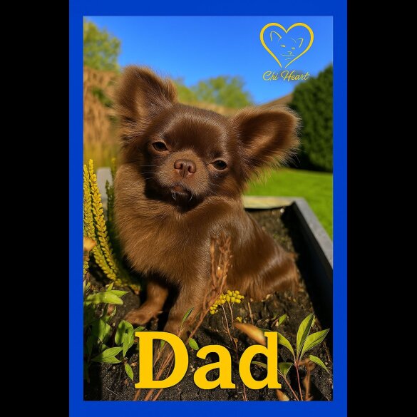 Chihuahua - Both