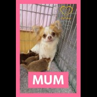Chihuahua - Both