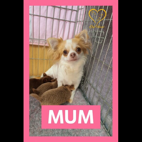 Chihuahua - Both