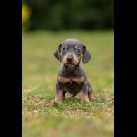 Dachshund (Standard &amp; Miniature) - Both